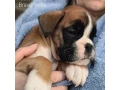 boxer-puppies-available-soon-small-5