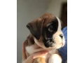 boxer-puppies-available-soon-small-3